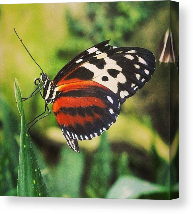 Butterfly Canvas Print featuring the photograph #butterfly #insect #bug #outdoors by Clarese Greig