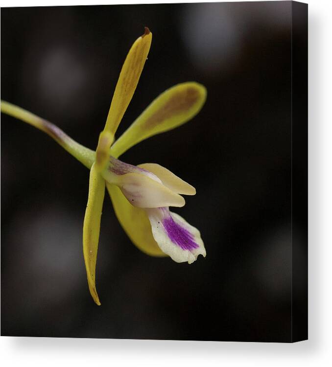 Orchid Canvas Print featuring the photograph Butterfly Orchid #1 by Paul Rebmann