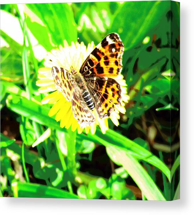 Dandelion Canvas Print featuring the photograph Butterfly by Vesna Martinjak
