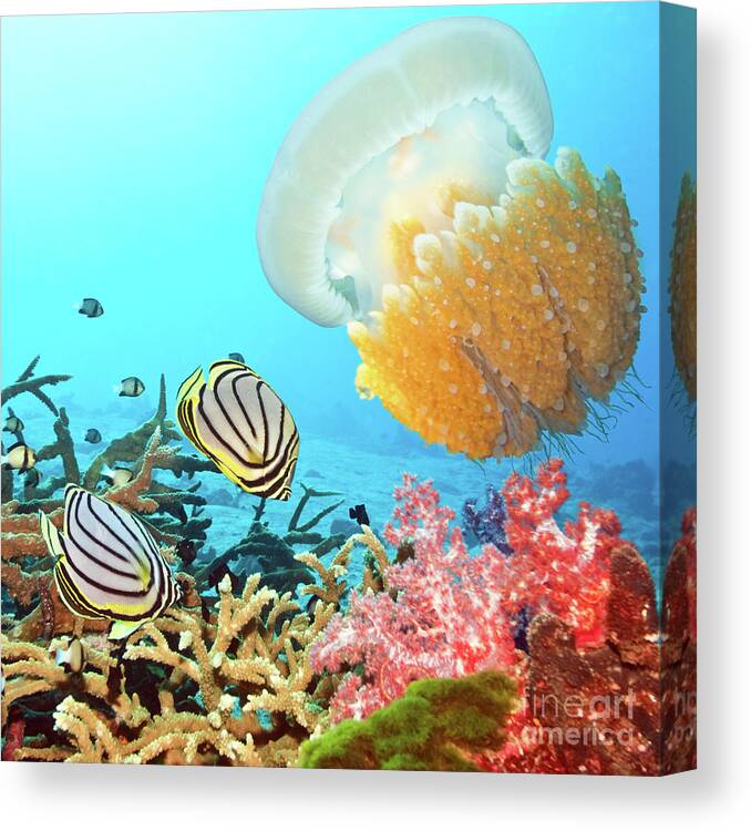 Butterflyfish Canvas Print featuring the photograph Butterflyfishes and jellyfish by MotHaiBaPhoto Prints