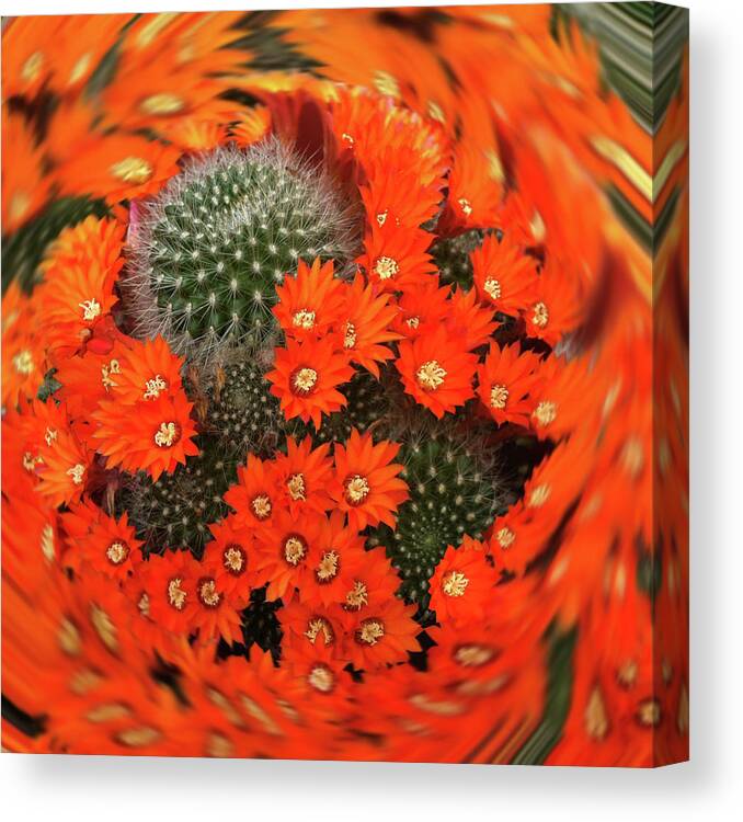 Cactus Canvas Print featuring the photograph Cactus Swirl by Alison Stein