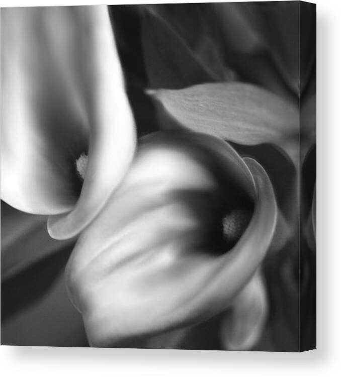 Calla Lilies Canvas Print featuring the photograph Calla Lilies2 in Square Black and White by Sally Bauer