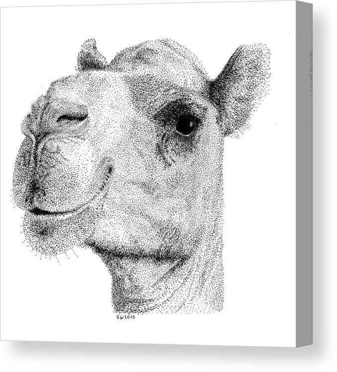Camel Canvas Print featuring the drawing Camel by Scott Woyak
