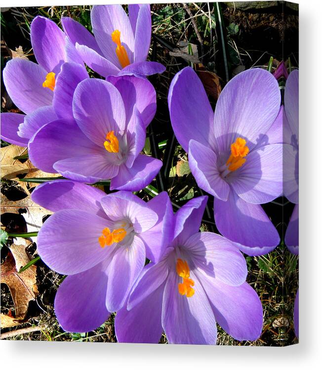Spring Canvas Print featuring the photograph Can you say PURPLE by Kim Galluzzo Wozniak