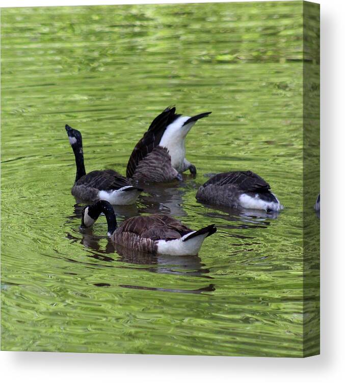 Canadian Geese Canvas Print featuring the photograph Canadian Goose Gaggle Fishing at Hollins Mill Park by M E