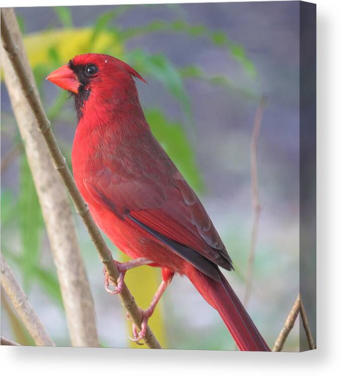 Bird Canvas Print featuring the photograph Cardinal by Dart Humeston