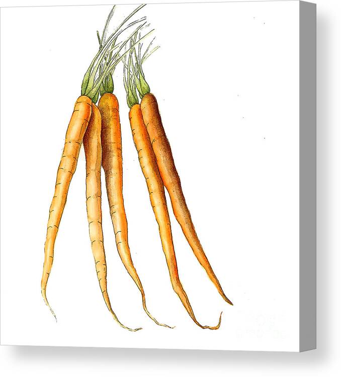 Graphic Canvas Print featuring the painting Carrot Variation by Fran Henig