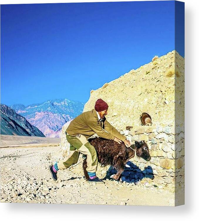 Yak Canvas Print featuring the photograph Catching A Yak by Aleck Cartwright