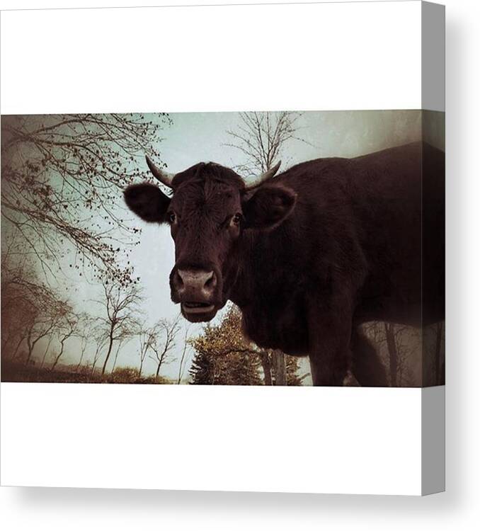 Zweige Canvas Print featuring the photograph #cattle #kuh #rind #weide #herbst by Mandy Tabatt