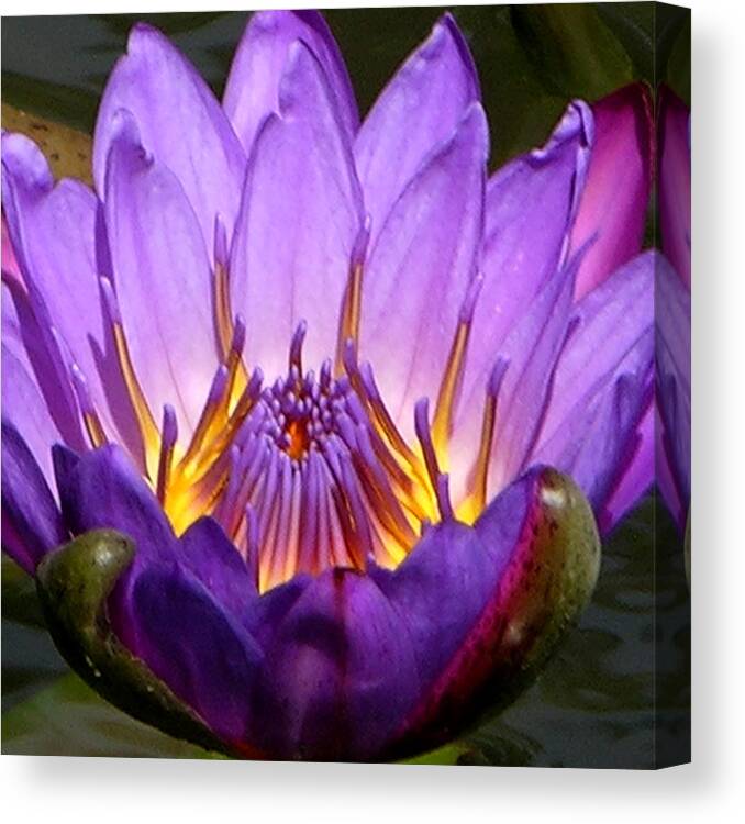 Water Lily Canvas Print featuring the photograph Center of the Universe by John Lautermilch