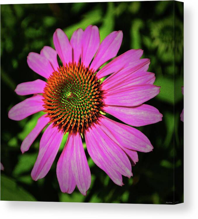 Flower Canvas Print featuring the photograph Centerpiece - Purple Coneflower 026 by George Bostian