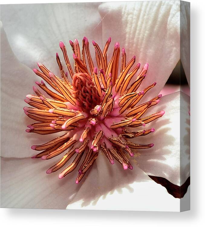 Magnolia Canvas Print featuring the photograph Centerpiece - Saucer Magnolia - Magnolia x soulangiana 002 by George Bostian
