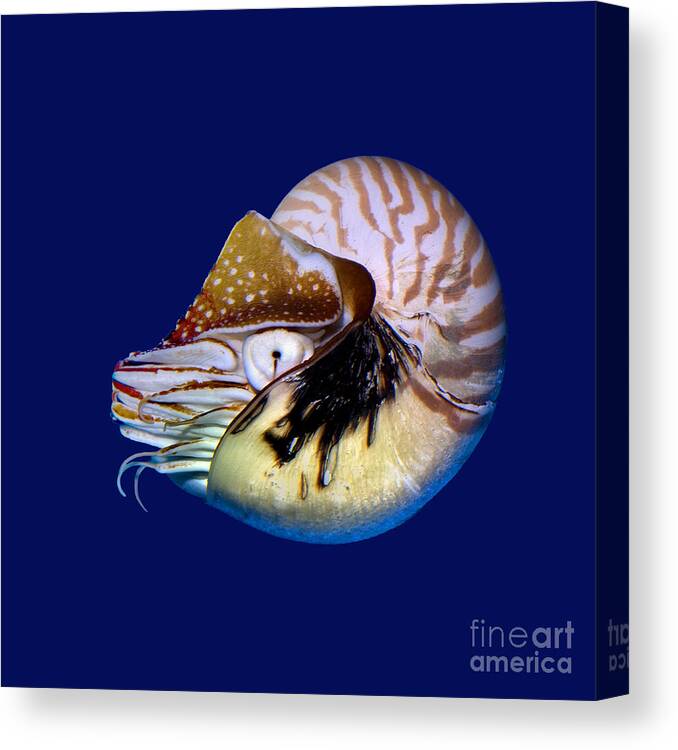 Chambered Nautilus Canvas Print featuring the photograph Chambered Nautilus in the Deep Blue by Wernher Krutein