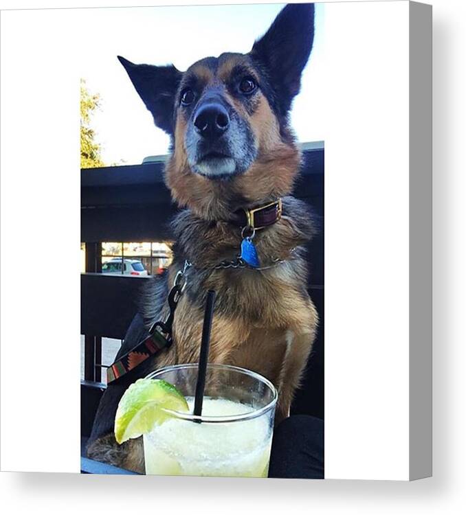 German Shepherd Canvas Print featuring the photograph Cheers To 2016 by Stevy Olive