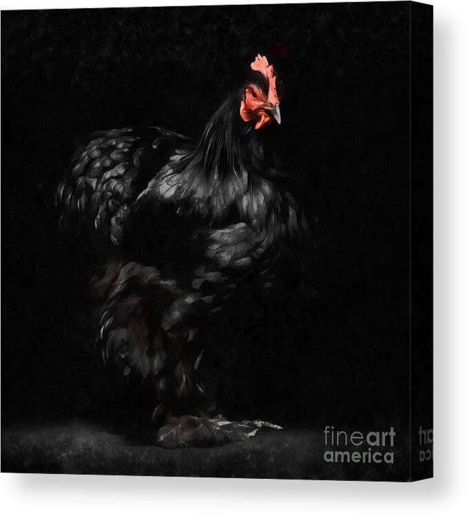 Chicken Canvas Print featuring the digital art Chicken Painting by Edward Fielding