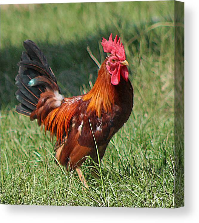 Animals Canvas Print featuring the photograph Chickens Beware - The Boss Is Here by DB Hayes