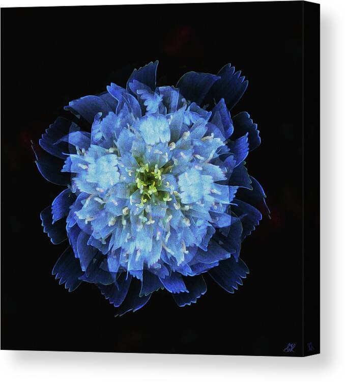 Flower Canvas Print featuring the photograph Chicory Abstract by Stephanie Grant