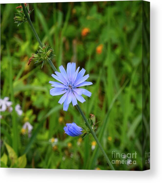 Periwinkle Canvas Print featuring the photograph Chicory in the morning by Mary Machare