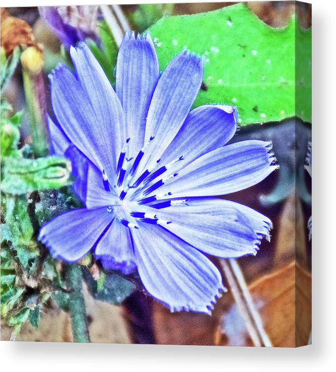 Chicory On Trail To North Beach Park In Ottawa County Canvas Print featuring the photograph Chicory on Trail to North Beach Park in Ottawa County, Michigan by Ruth Hager