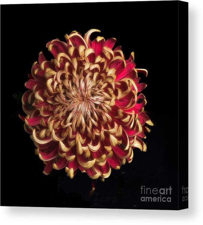 Chrysanthemum Canvas Print featuring the photograph Chrysanthemum 'Crimson Tide' by Ann Jacobson