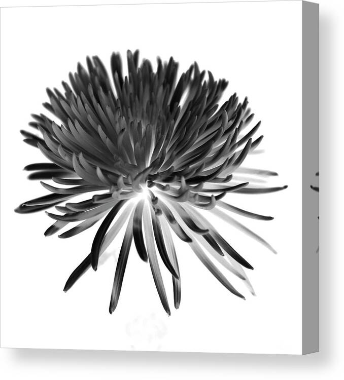 Black And White Canvas Print featuring the photograph Chrysanthemum II Black and White by Lily Malor