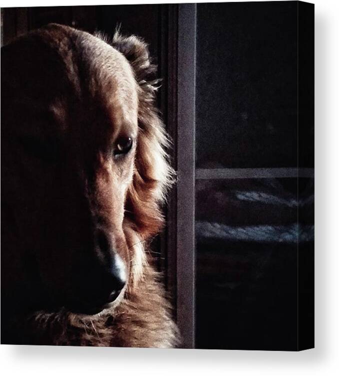 Portrait Canvas Print featuring the photograph Chuvak
#portrait #dogsofinstagram #dog by Rafa Rivas