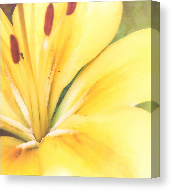 Blossom Canvas Print featuring the photograph Citrine Blossom by Sand And Chi