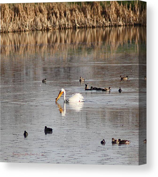 Pelican Canvas Print featuring the photograph Class is in session by KatagramStudios Photography