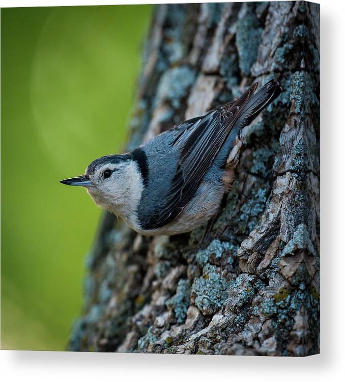 Nature Canvas Print featuring the photograph Classic Pose by Jeff Phillippi