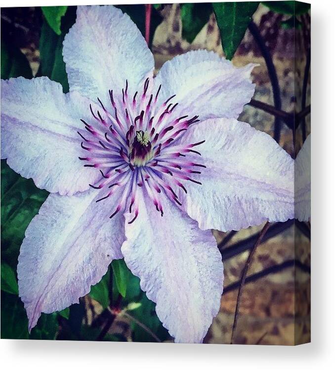 Flower Canvas Print featuring the photograph Clematis Bloom #lightroom #flower by Joan McCool