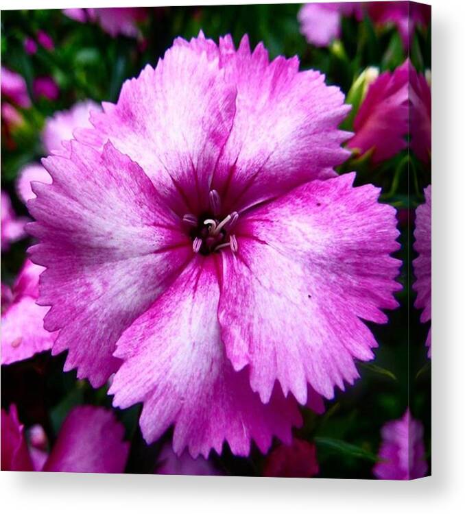 Beautiful Canvas Print featuring the photograph Close Up Flower No Macr Lense So This by Richard Atkin