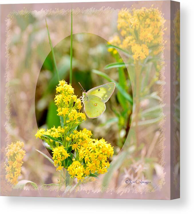 Butterfly Canvas Print featuring the digital art Clouded Sulphur Butterfly Sipping Nectar by Kae Cheatham