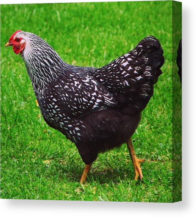 Rooster Chicken Green Grass Summer Hen Cluck Cock A Doodle Country Farm Animal Bird Canvas Print featuring the photograph Cock A Doodle by Carey Peacock
