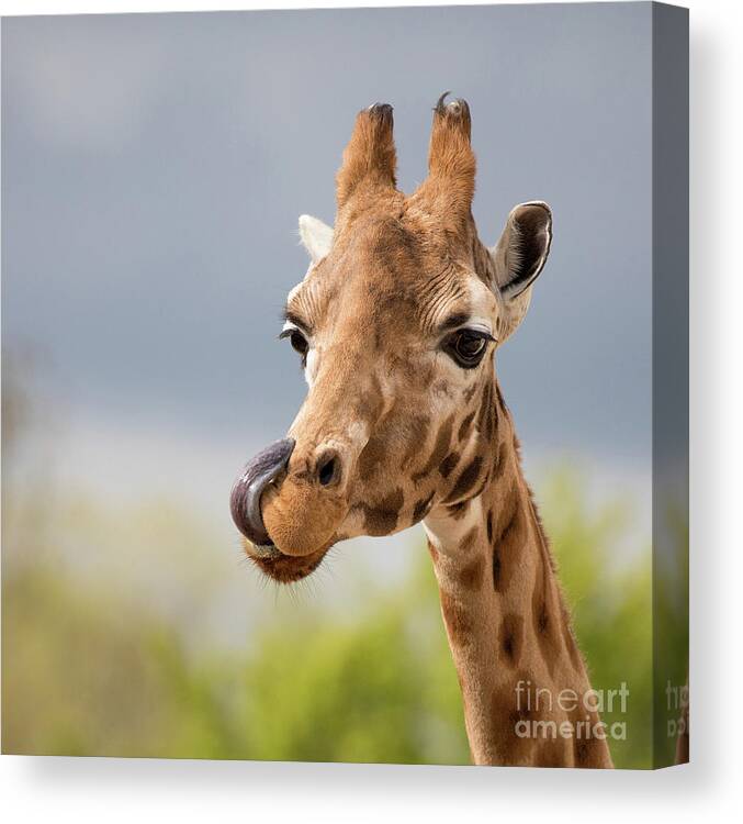 Giraffe Canvas Print featuring the photograph Comical giraffe with his tongue out. by Jane Rix