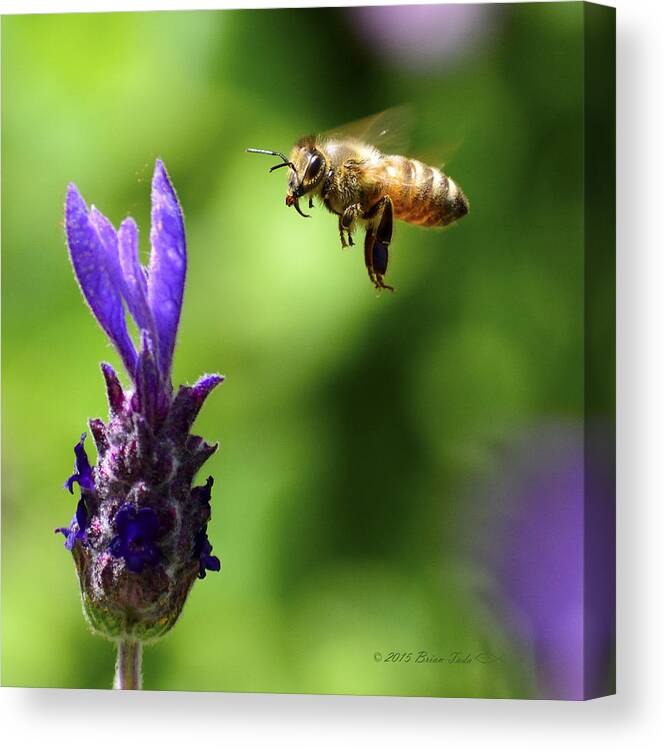 Honeybee Canvas Print featuring the photograph Coming In For A Landing by Brian Tada