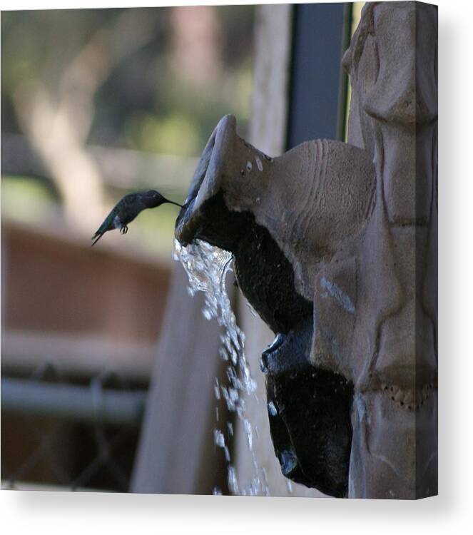 Hummingbird Canvas Print featuring the photograph Coming in for Water by Liz Vernand