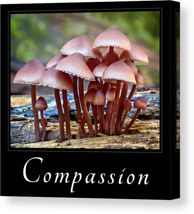 Good Samaratan Society Canvas Print featuring the photograph Compassion by Mary Jo Allen