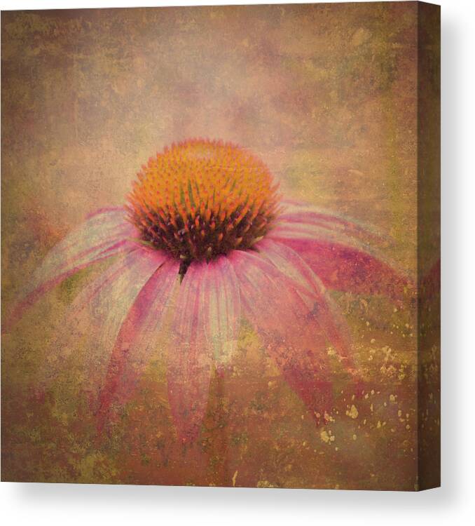 Cone Flower Canvas Print featuring the photograph Cone Flower by Bob Orsillo