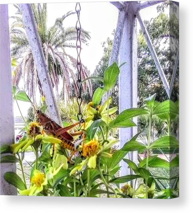 Grasshopper Canvas Print featuring the photograph Contemplating by Suzanne Berthier