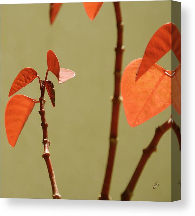 Orange Leaves Canvas Print featuring the photograph Copper Plant 2 by Ben and Raisa Gertsberg