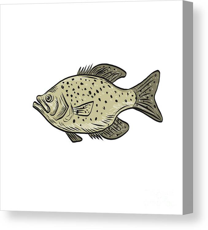Crappie Fish Side Drawing Canvas Print