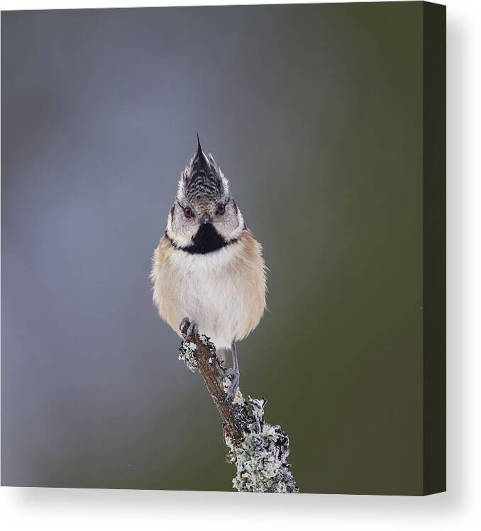 Crested Canvas Print featuring the photograph Crested Tit by Pete Walkden