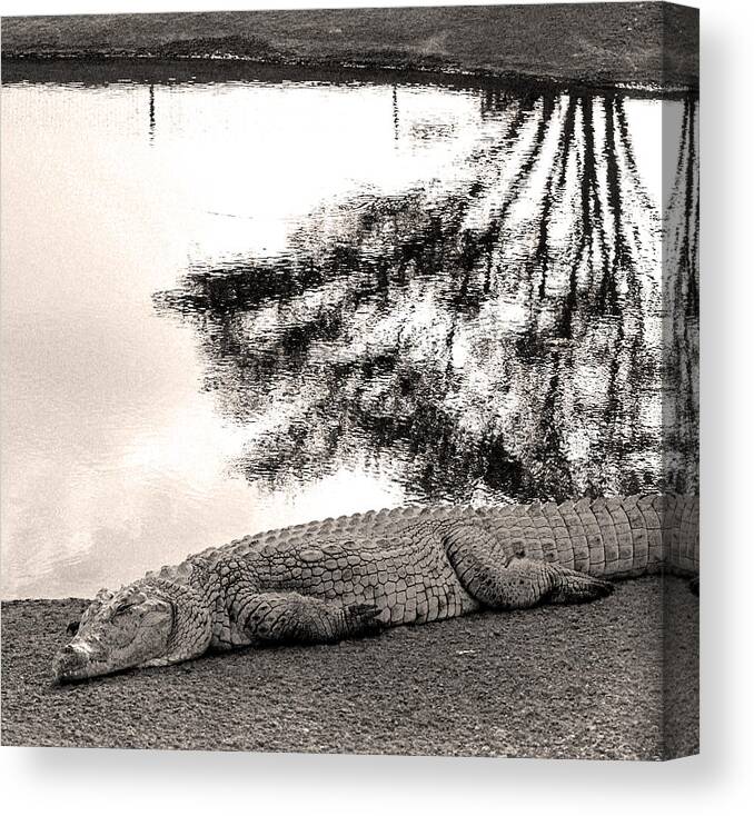 Crocodile Canvas Print featuring the photograph Crocodile resting time by Arik Baltinester