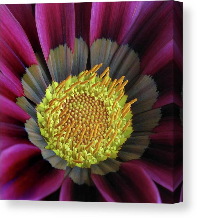 Bloom Canvas Print featuring the photograph Crown of Pollen by David and Carol Kelly