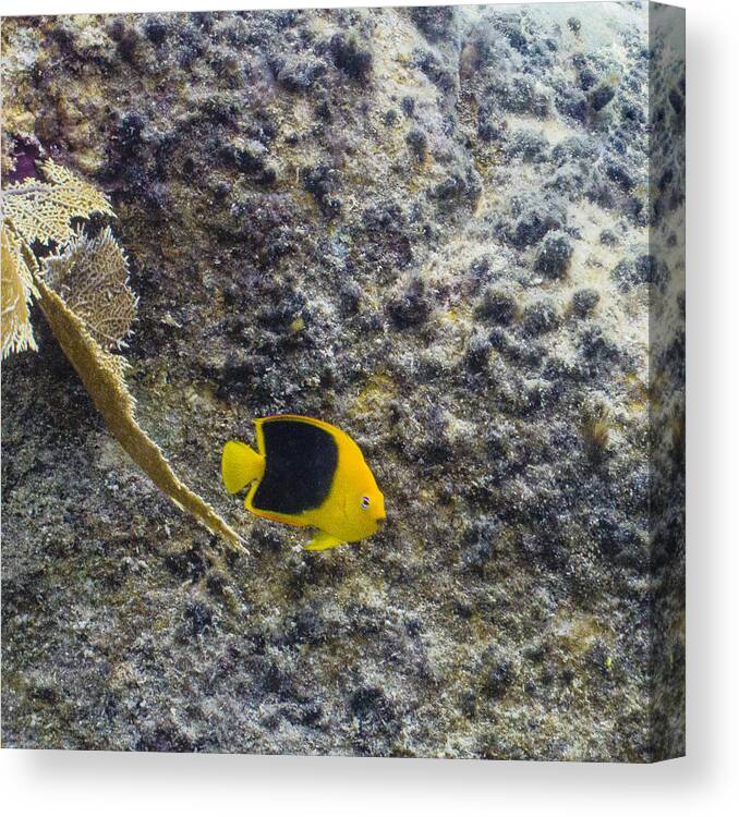 Ocean Canvas Print featuring the photograph Cutie Beauty by Lynne Browne