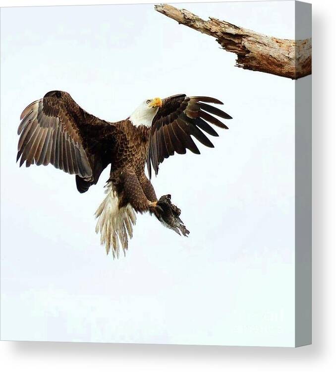 Bald Eagle Canvas Print featuring the photograph Dad provider by Liz Grindstaff