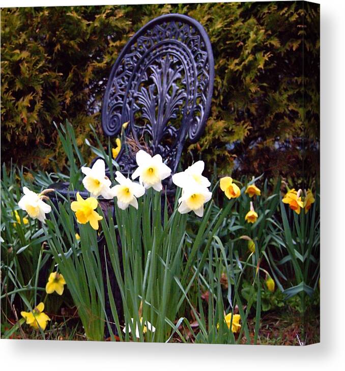 Spring Canvas Print featuring the photograph Daffodil Garden by Newwwman
