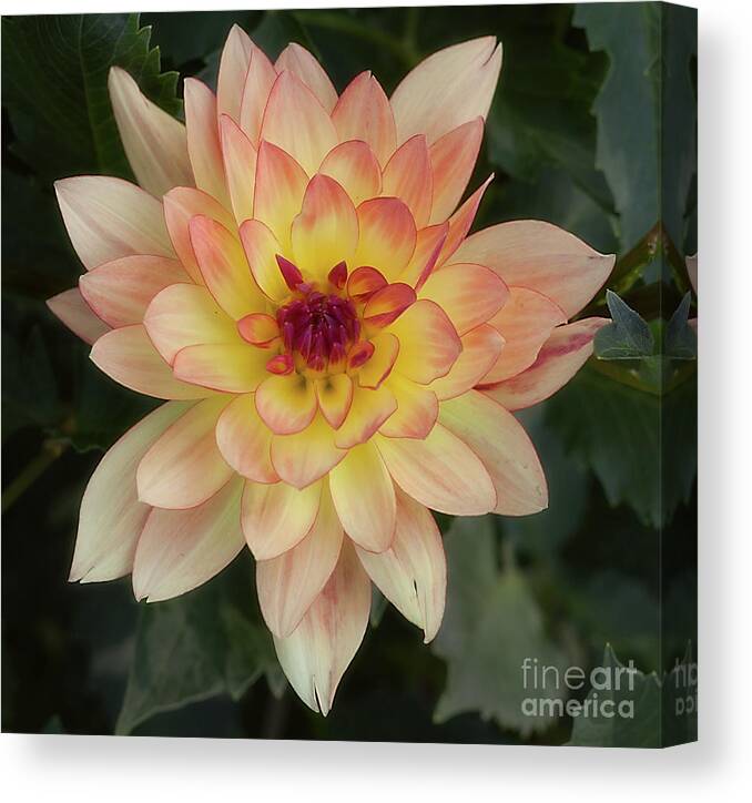 Flower Canvas Print featuring the photograph Dahlia 'Keith H.' by Ann Jacobson