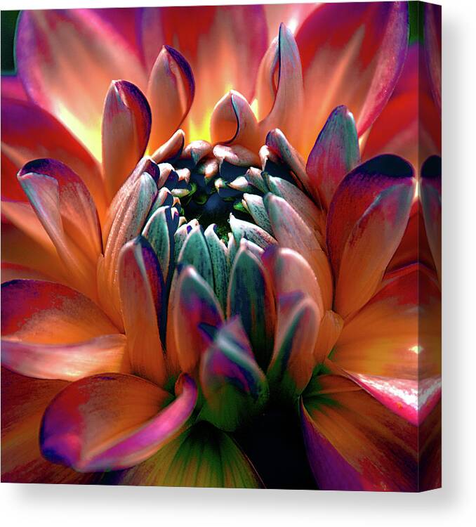 Dahlia Canvas Print featuring the photograph Dahlia Multi Colored Squared by Julie Palencia