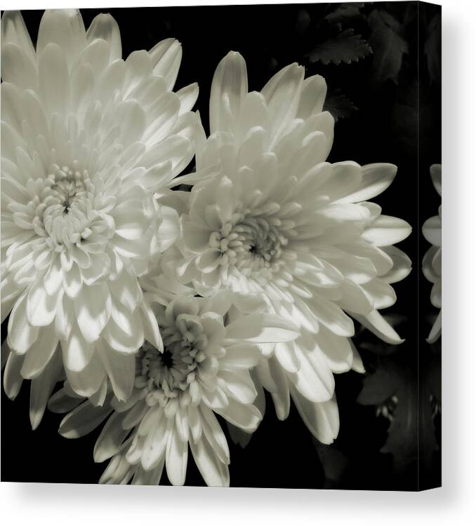 Flower Canvas Print featuring the photograph Dahlia Trio by Scott Kingery